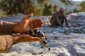 Check spelling or type a new query. Turkey S Milas Olive Oil Receives Recognition From Eu Daily Sabah