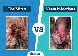 Image result for mold in the ear dog