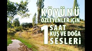 Dinlendirici Rahatlatici Koyunu Ozleyenler Icin Kus Ve Doga Sesleri I Relaxing Music Youtube Doga Musica Geziler