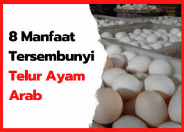 Telur ayam ras untuk bayi. 8 Manfaat Tersembunyi Telur Ayam Arab Hobi Ternak