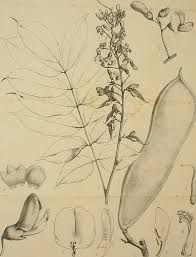 Image result for Millettia psilopetala