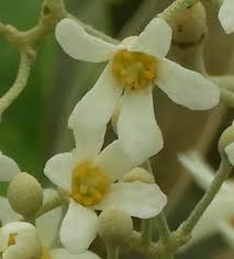 Image result for Aleurites