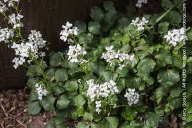 Image result for Cardamine