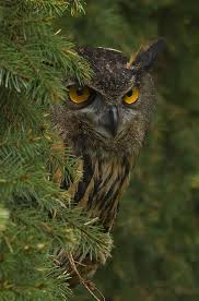 You need a garden with large older trees. Eagle Owl Beautiful Owl Owl Eyes Pet Birds