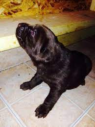 More images for akc lab puppies for sale in pa » Akc Lab Puppies For Sale In Jim Thorpe Pennsylvania Classified Americanlisted Com