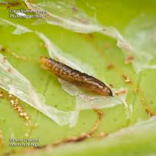 Image result for Nidorella pinnata