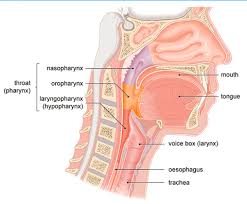 The infrahyoid neck is the region of the neck extending from the hyoid bone to the thoracic inlet. Anatomy Of Throat And Neck Anatomy Drawing Diagram