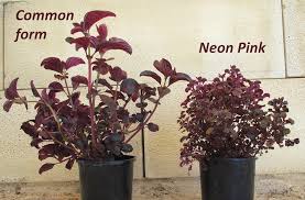 Image result for Iresine