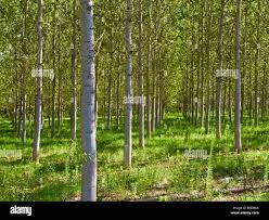 Silver Birch trees in Tarn et Garonne, Southwest France, Europe Stock Photo  - Alamy