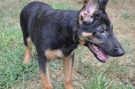German shepherd · new york, ny. 4 Month Old German Shepherd Puppies For Sale By Breeder For Sale In Brooklyn New York Classified Americanlisted Com
