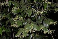 Image result for Dracaena laxissima