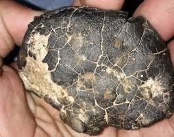 Some primitive meteorites have little round pieces of stony material in them. Photos People Have Sent Of Things That Look Like Meteorites To Me Some Meteorite Information Washington University In St Louis