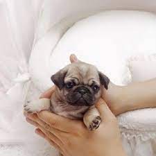 Teacup Pug Archives Celebpuppies Com Pug Puppies Teacup Pug Cute Baby Pugs
