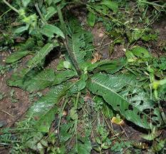 Image result for Elephantopus scaber