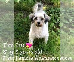 Our babies have been born into our hands and raised in our home in ri for. Puppyfinder Com Havanese Dogs For Adoption Near Me In Pennsylvania Usa Page 1 Displays 10