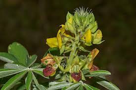 Image result for Crotalaria barkae
