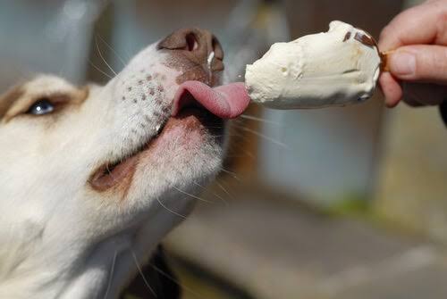 Resultado de imagen de perros comiendo golosinas"