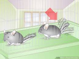 how to breed chinchillas 13 steps with pictures wikihow