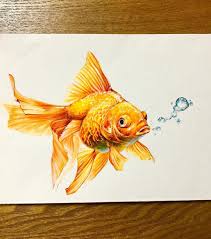 400 x 300 png 141 кб. 20 Types Of Goldfish For Aquarium Oranda Shubunkin Bubble Eye Etc Goldfish Art Color Pencil Art Fish Drawings