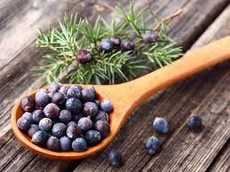 Unsere wacholderbeeren stammen aus einer. Wacholder Als Gin Tonic Gewurz Ginnatic Deutschlands Grosster Gin Blog