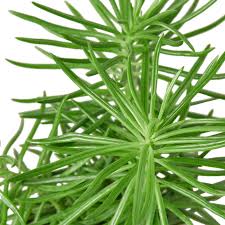 Image result for Senecio barbertonicus