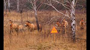 › animal life in chernobyl. Wildlife Of Chernobyl Youtube