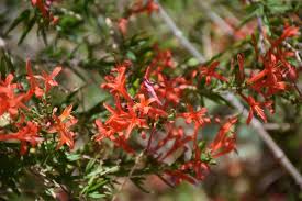 Image result for Anisacanthus