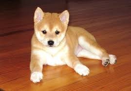 And on walks, he will go around all the puddles. Shiba Inu Puppies Pets And Animals For Sale Florida