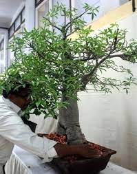 Natural height is quite variable, may be pruned to stay small or permitted to grow up to 25' or more. Bonsai Baobab Tree Adansonia Digitata Bonsai Baobab Tree Bonsai Tree