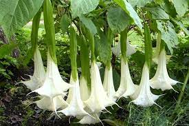 The gravitational pull of both the sun and the moon affects us, but we feel the effects of the moon more acutely. Be Forewarned About The Datura Inoxia Devil S Trumpet Flower Ways2gogreen Blog