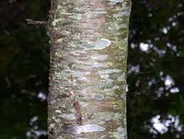 They are ideal for sitting on patios where they can be admired or given as gifts, celebration trees or a memorial tree that can be taken. Black Cherry Prunus Serotina