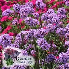 Lollipops of lilac blooms on deep green foliage. Light Up The Garden By Day Garden Crossings