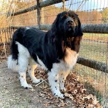 Newfoundland Dog The Gentle Giant K9 Web