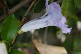 Image result for Bignonia callistegioides