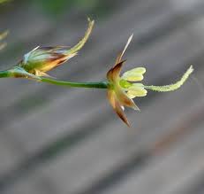 Image result for Luzula johnstonii