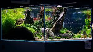 In part 3 we will look at how driftwood is used in aquascaping.we will look at common types of driftwood used, ways of using driftwood in the nature aquarium, the relationship between driftwood and aquascaping rocks, how to prepare aquarium driftwood for your. Diving Into Aquascaping The Art Of Underwater Landscape Architecture And Design