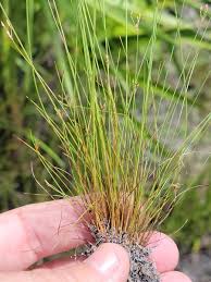 Image result for Bulbostylis pusilla