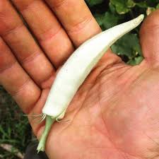 Image result for Ipomoea turbinata