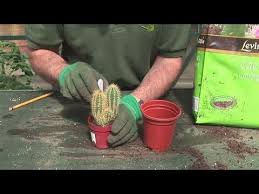 There are two varieties of cacti grown as houseplants, and both are popular and readily familiar. How To Grow A Cactus Plant Youtube