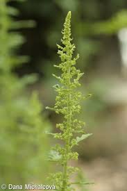 Image result for Dysphania