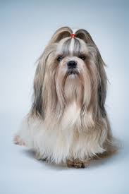 Shih Tzu Dog With Long Hair Front View On Bright White And Blue Background Shihtzu Shih Tzu Dog Shih Tzu Dogs