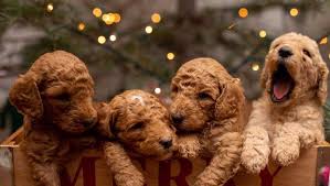 Why buy a goldendoodle puppy for sale if you can adopt and save a life? Red Mini Goldendoodle Puppies In Northern California And Mini Australian Labradoodles Stetson S Doodles
