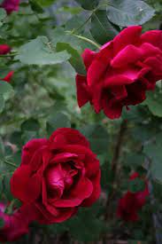 Here Are A Few Of My Canadian Bred Roses Alexander Mackenzie Cuthbert Grant De Montarville Pink With Knockout Red Shrub Roses Rose Flower Beautiful Flowers