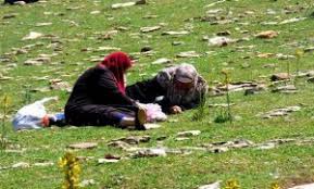 باتنة عملية قطف أعشاب الزعتر في أوجها