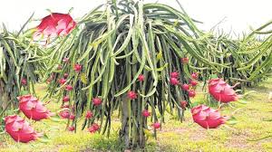 After establishing the plant in the field, it would take around 26. Now A Dragon Fruit Festival In Up