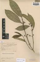 Image result for Craterispermum