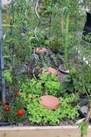 Des Plantes Qui Prosperent Autour Des Ollas Cette Photo Date De Moins D Un Mois Apres Un Demenagement Ce Qui Design De Jardin Potager Arrosage Jardin Potager