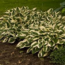 In this video david tells about hosta 'francee', a popular. Hosta Patriot Walters Gardens Inc