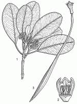 Image result for Ceriops