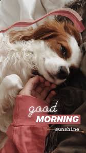Good Morning Ig Story In 2020 Dog Stories Creative Instagram Stories Instagram Story